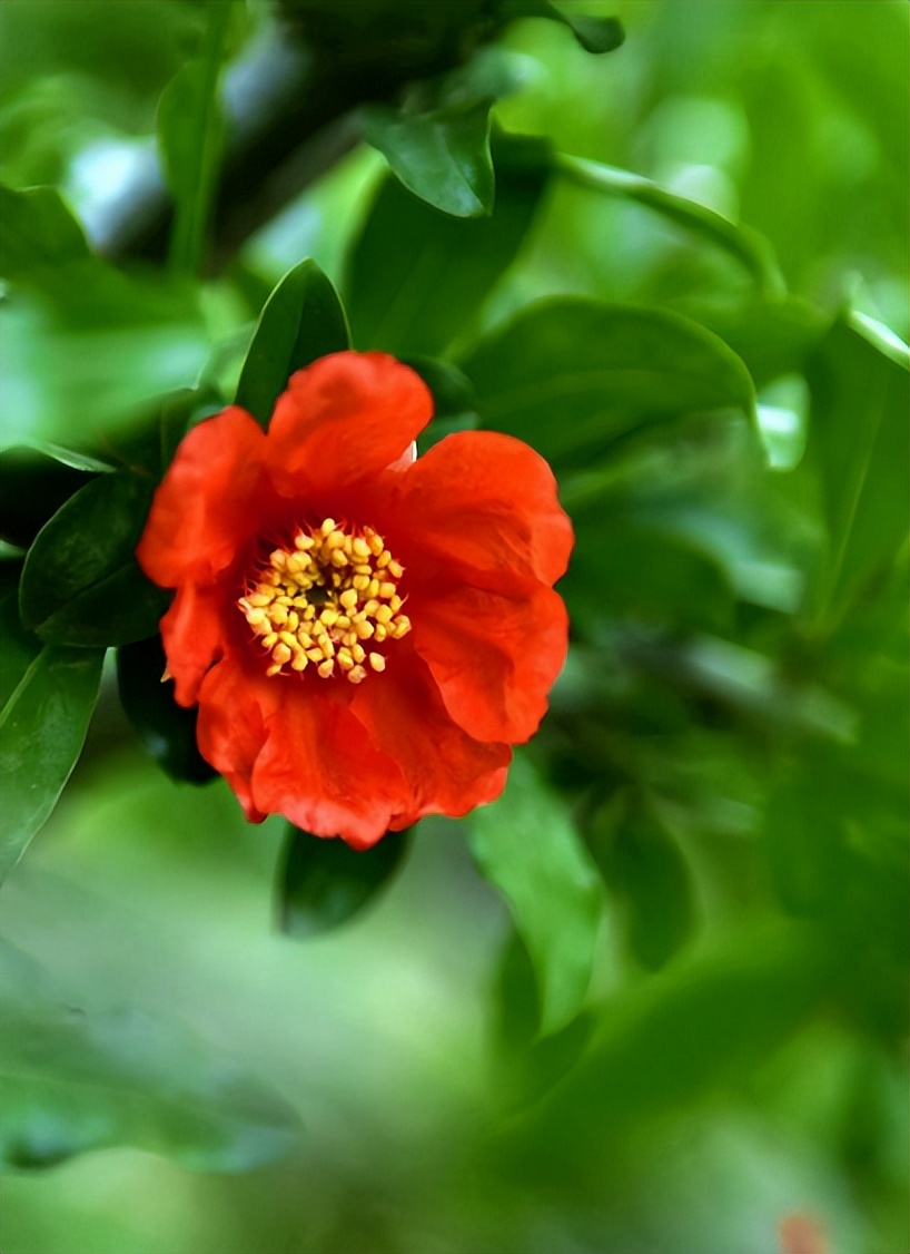 「诗词鉴赏」一撮生红熨不开，古诗词里的榴花，榴花红红映夏日