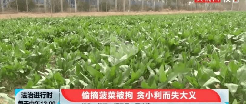 四女子以为菠菜无主薅百斤被拘，该事件起到了哪些警示作用？