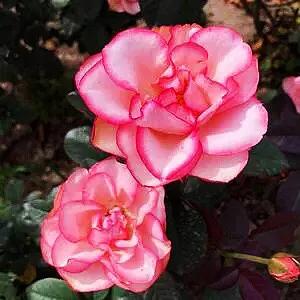 旋转木马和粉扇月季区别,月季旋转木马怎么养