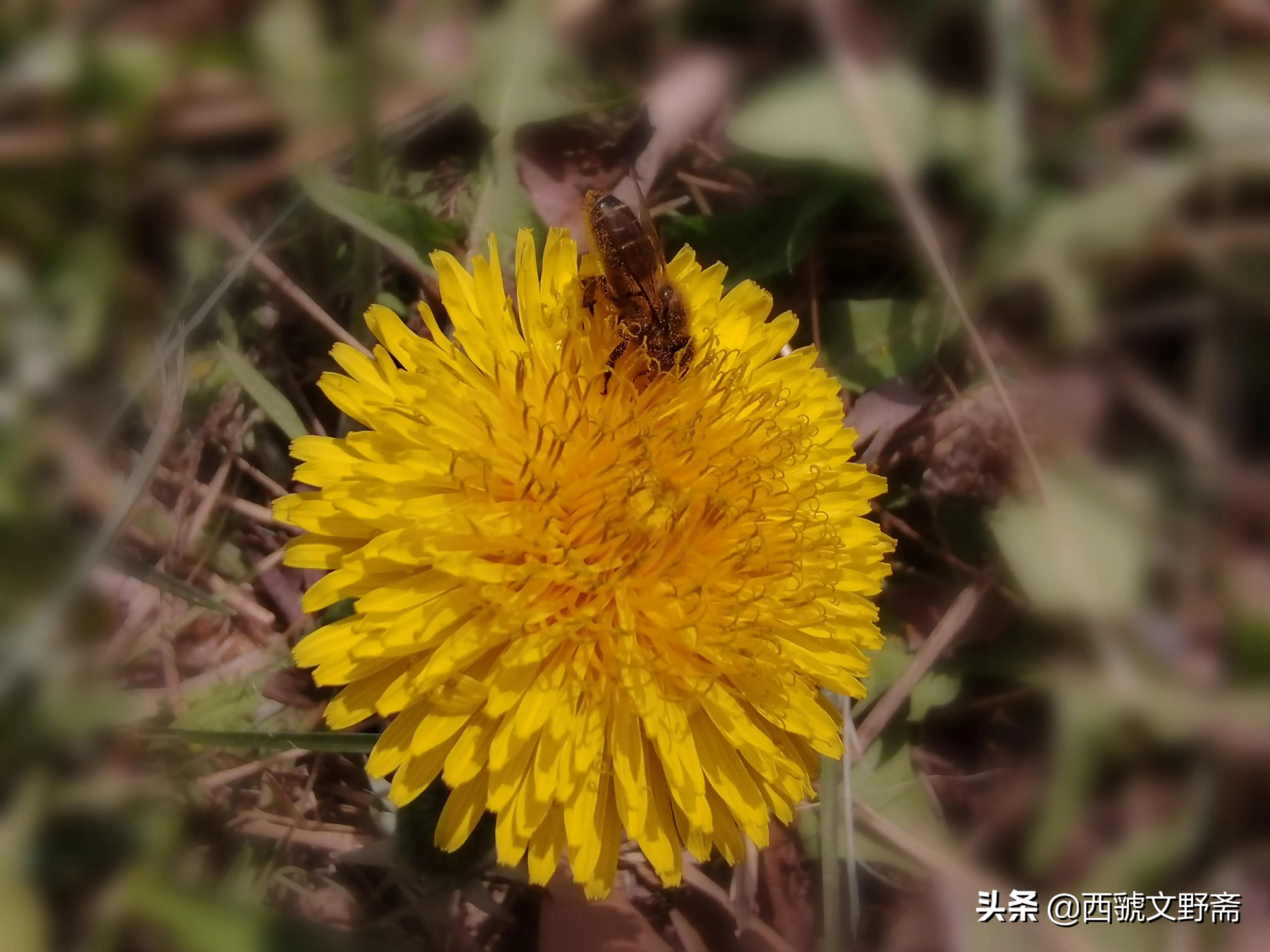 七律蜜蜂采花,咏蜜蜂七律