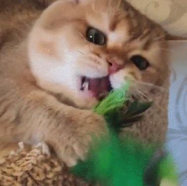 为什么越来越多人养银渐层真香,为什么许多人喜欢养金渐层