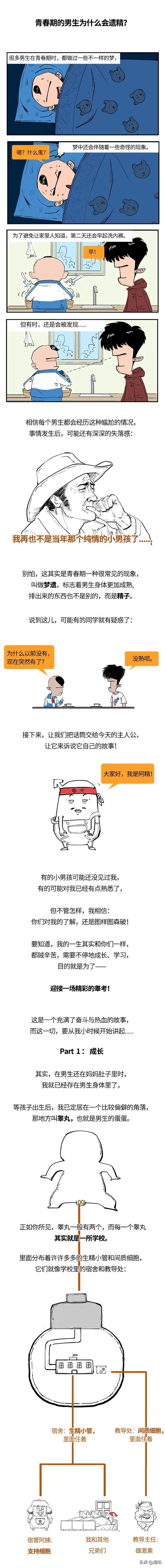 青春期男性遗精,青春期男性遗精规律