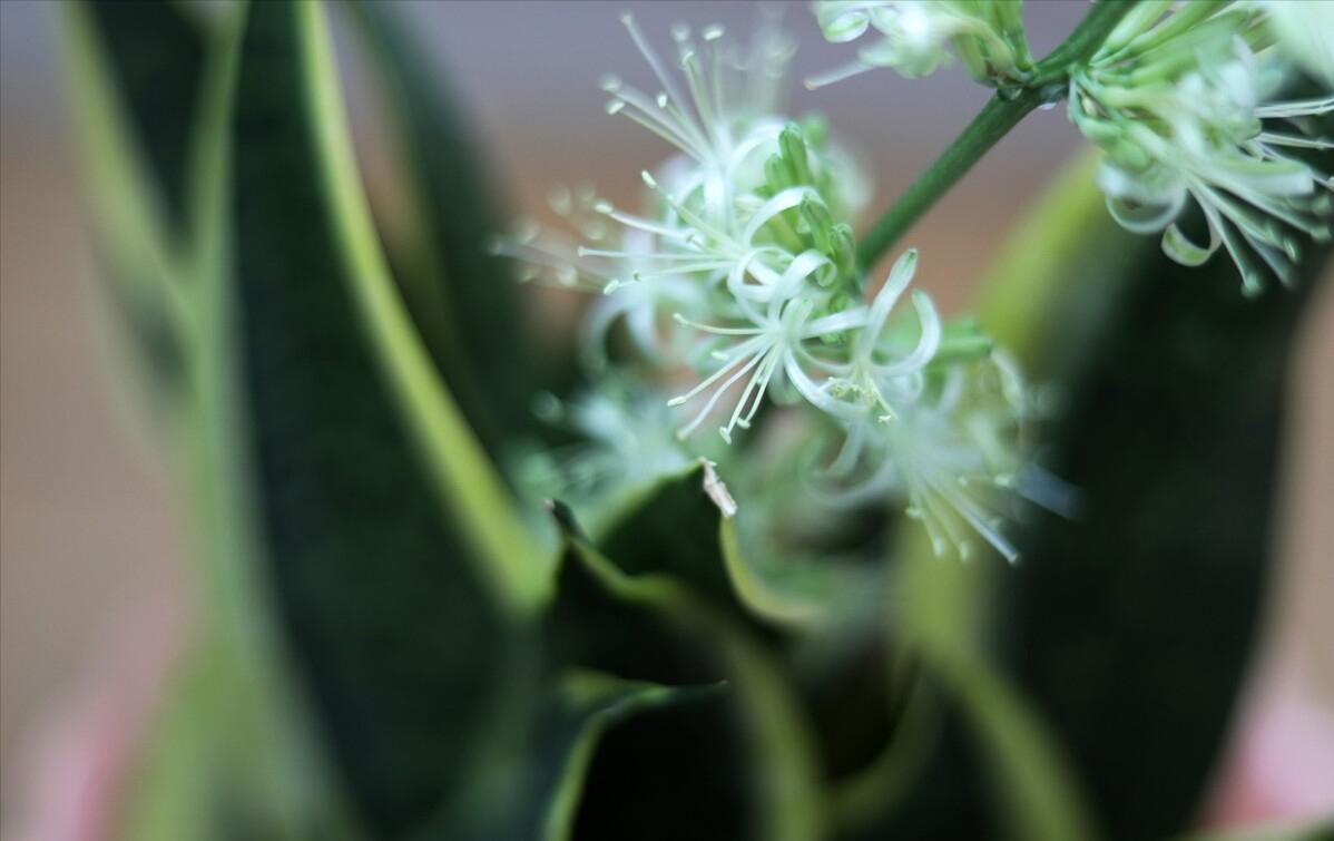 养不死的绿植,懒人养不死耐寒耐旱的绿植