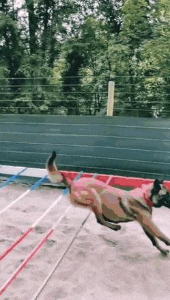 79个难得一见照片，飞机释放烟雾弹，逃票的女乘客，飞翔的蝙蝠