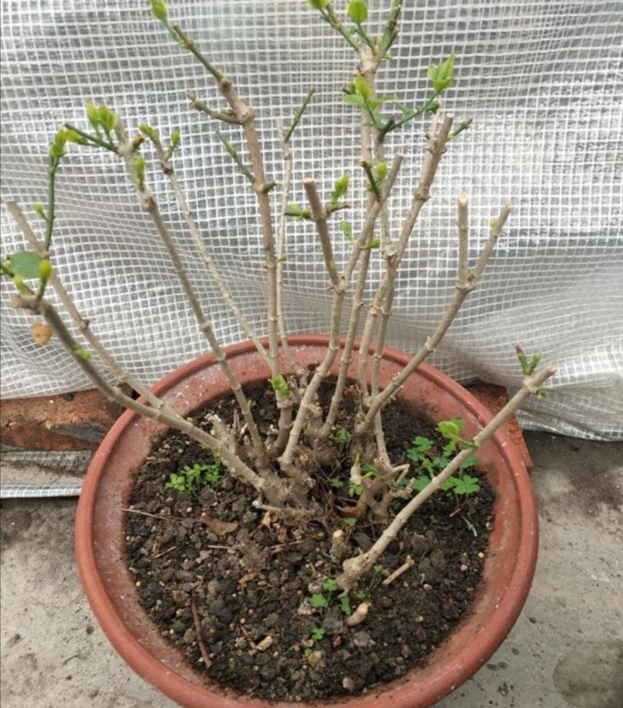 怎么养茉莉花开花多,茉莉花如何养开花不断