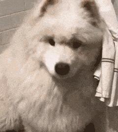 萨摩耶的优点和缺点黑色,萨摩耶的十大优点