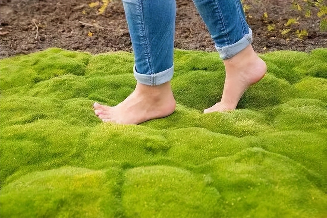 爱尔兰珍珠草盆栽,爱尔兰珍珠草的繁殖养护