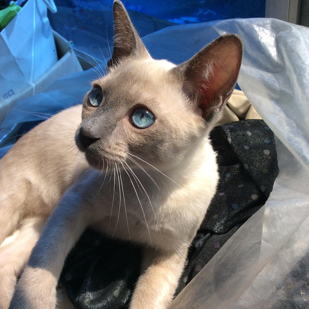 平价又好养的几种猫,平价好看猫