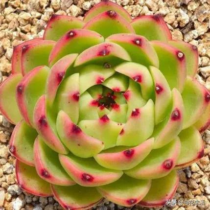 月亮石多肉容易长侧芽吗 (多肉月亮石适合阳台养活吗)