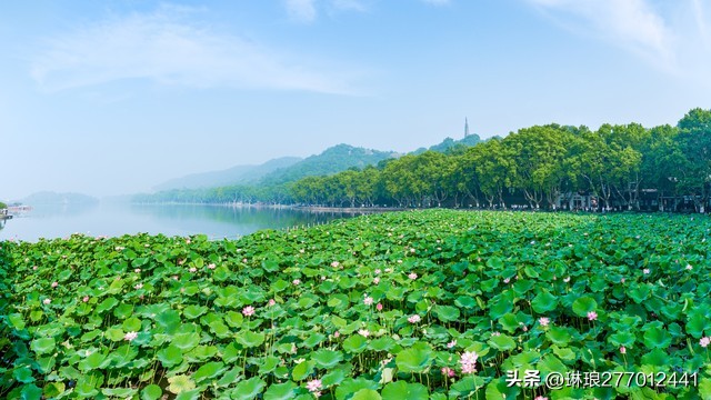 荷花是一种优雅高洁的美,荷花之美在于淡雅