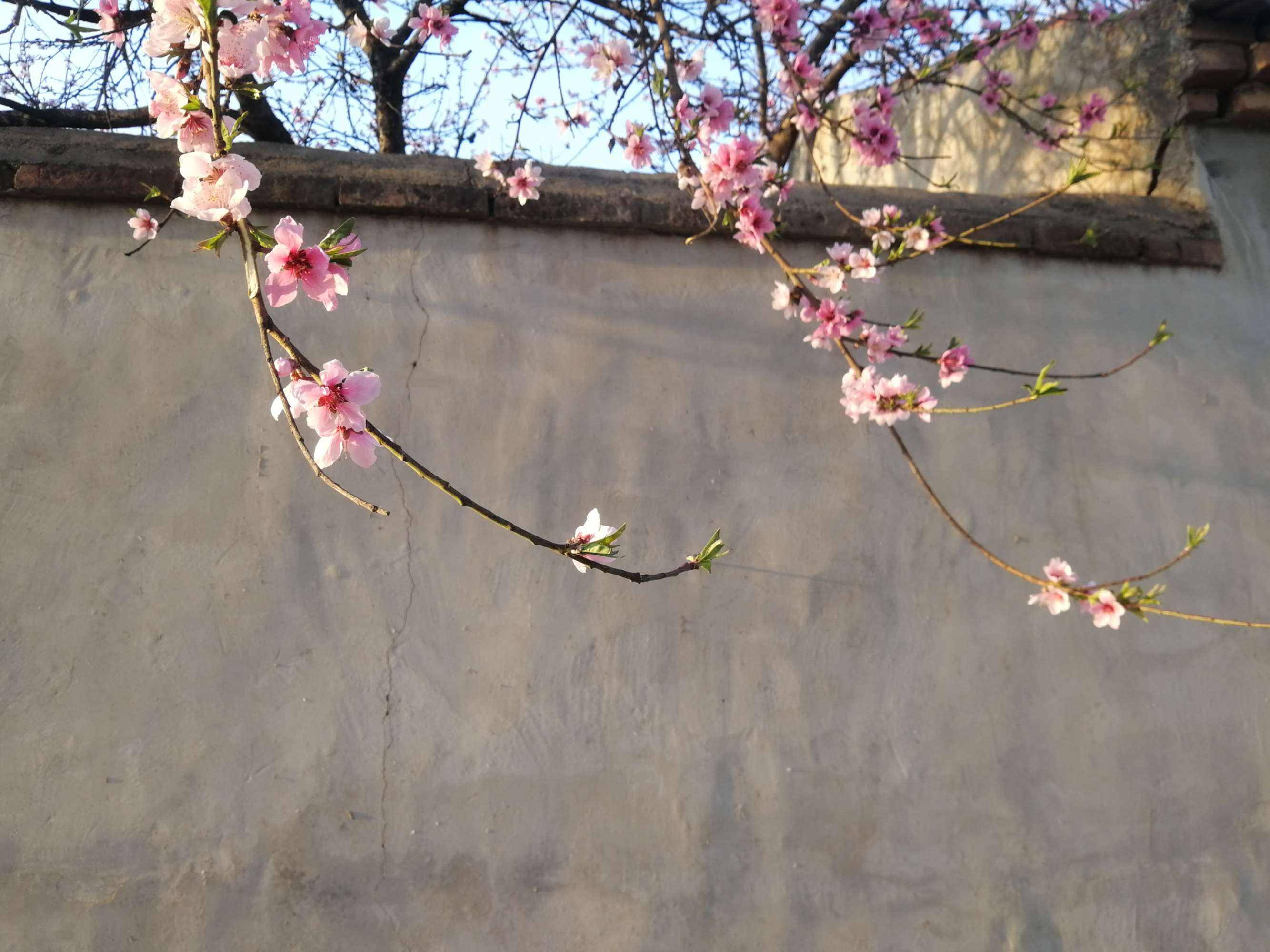 一枝红杏的经典语录,一枝红杏免费小说