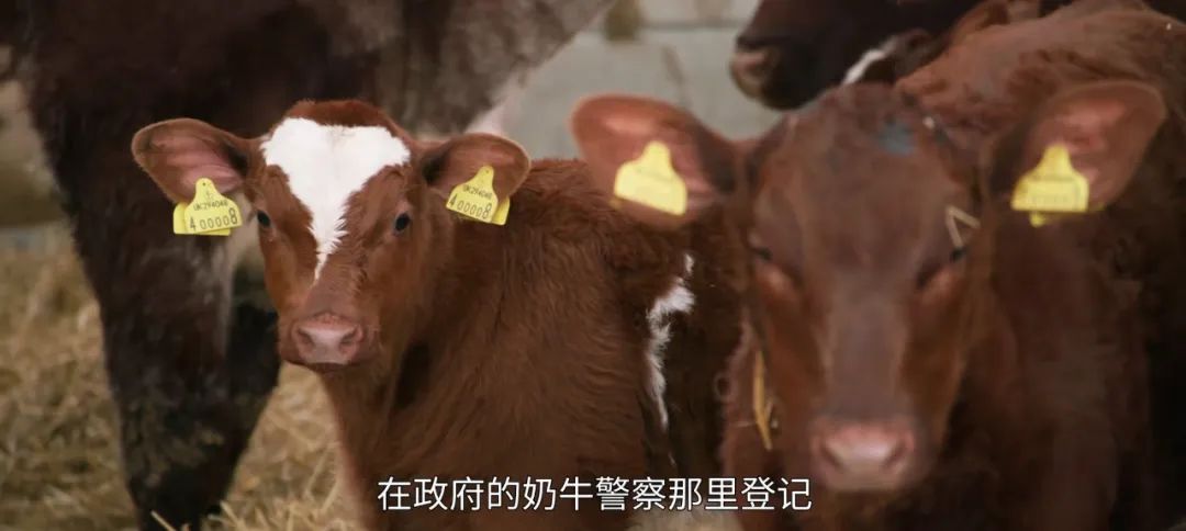 养猪养狗种田真人秀,真人秀十个男生种田