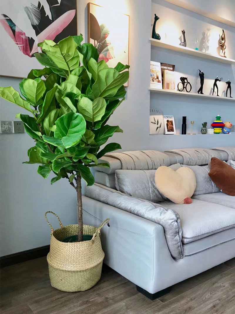 超级好养的大绿植排名前十,比较好养的大型绿植