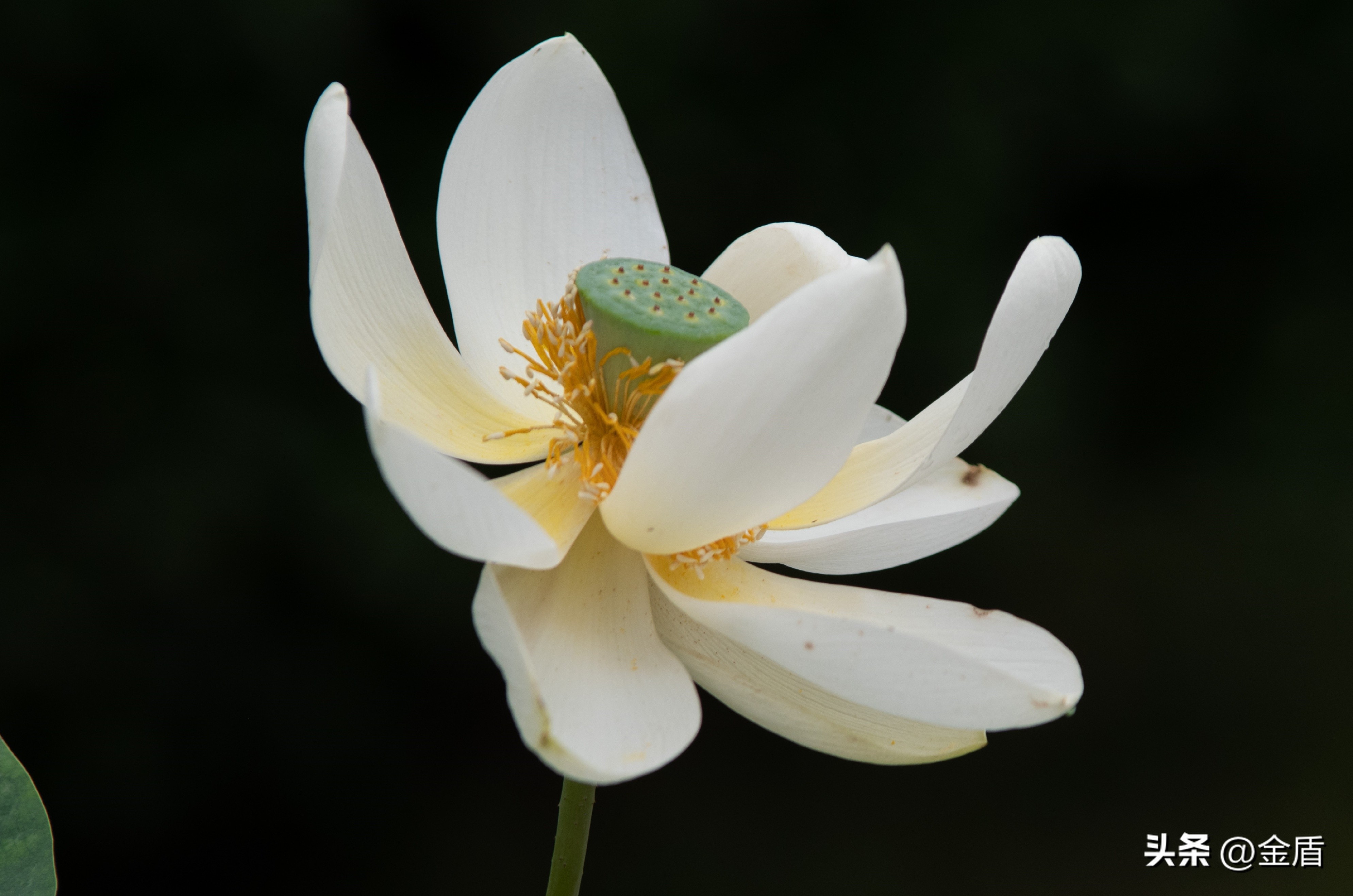 荷花的品格精神有哪些,荷花内在精神品质