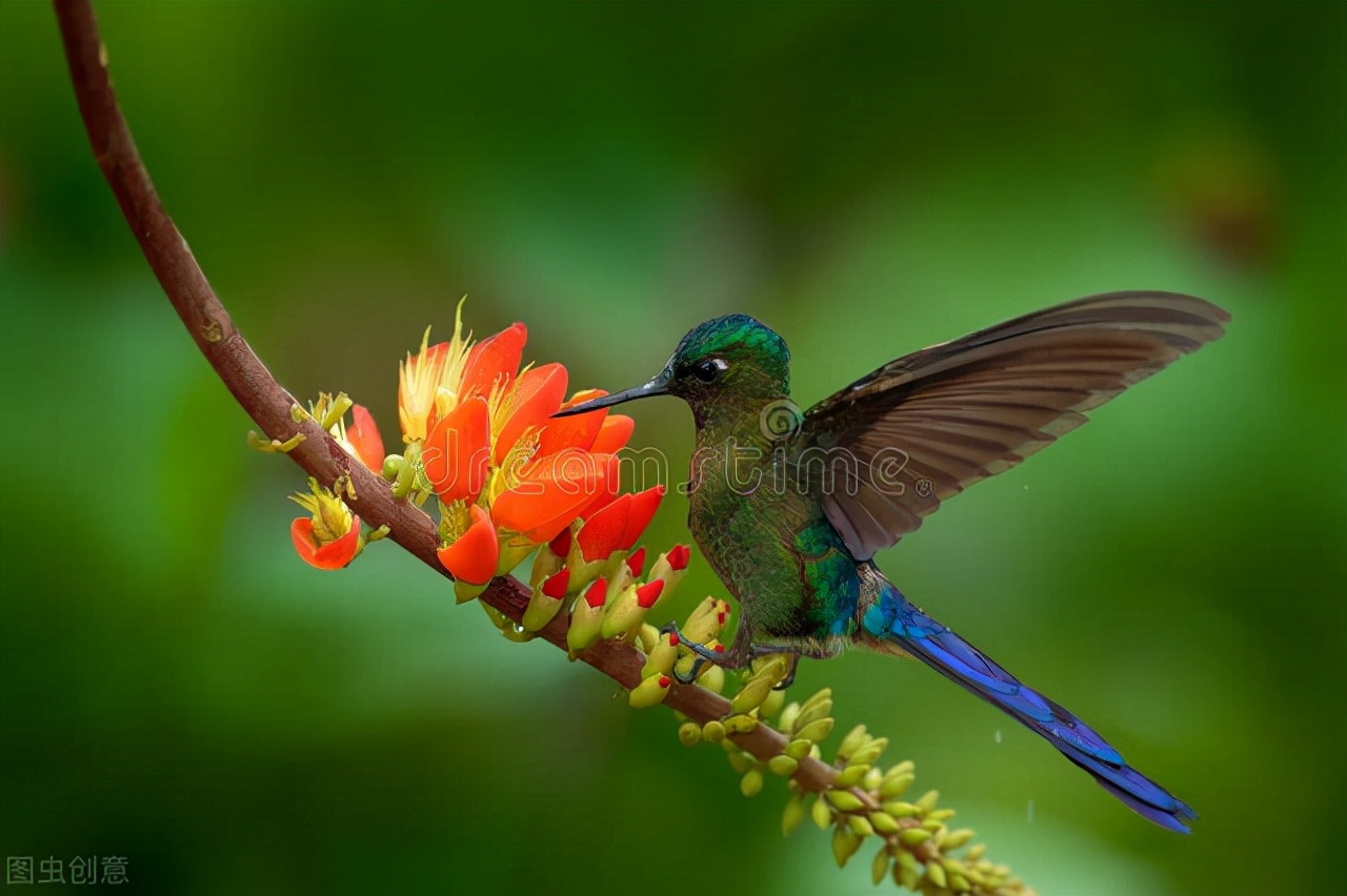 世界60个国家的珍稀国宝,100个国家国宝动物