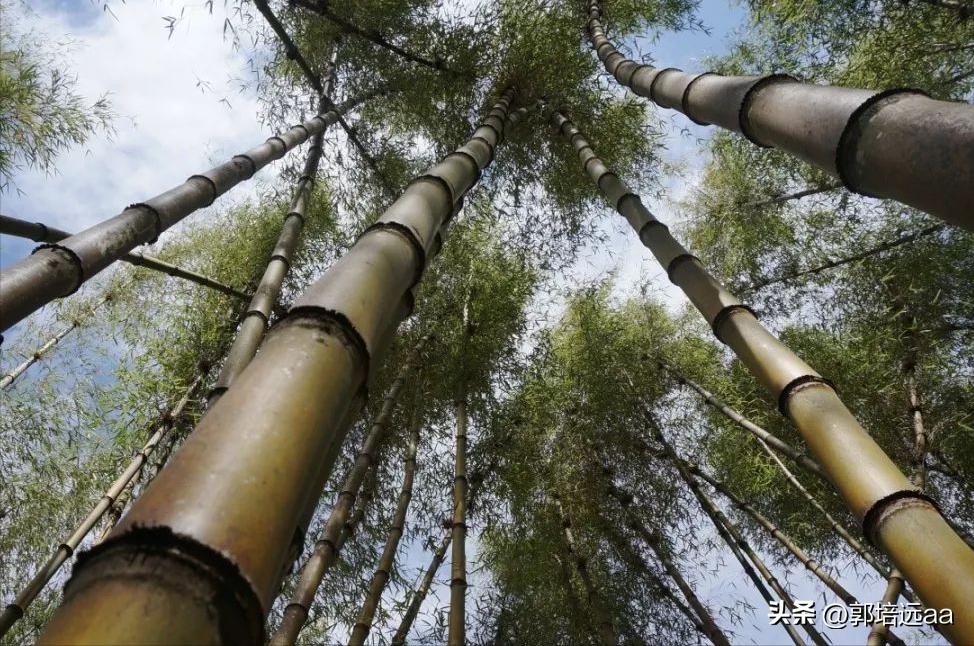 钢、竹、藤在混凝土中作钢筋的比较研究：拉伸和弯曲特性