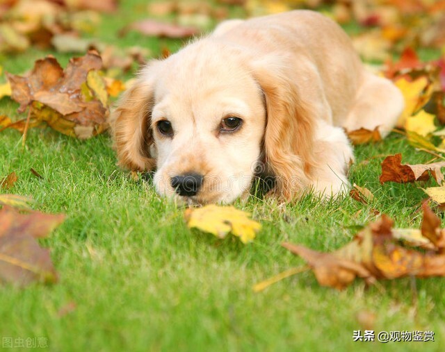 小狗伤心了怎么哄,小狗怎么跑进窝里表达小狗很兴奋