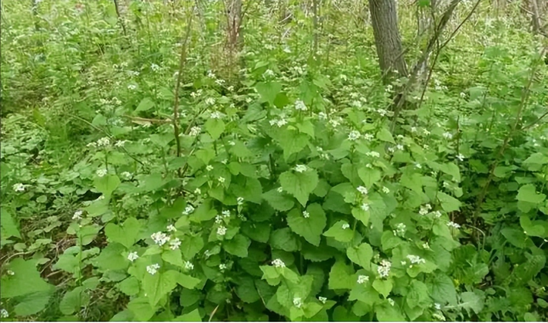 华人美国挖野菜，吃罚单？在纽约是这样挖蕨菜、韭菜、荠菜的