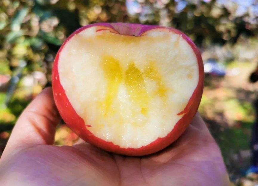 我国哪里的苹果最好吃又甜又脆,苹果哪里的产地最好吃最正宗