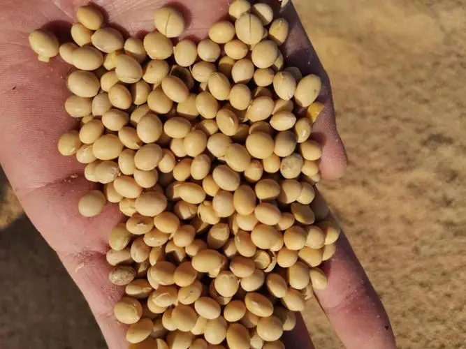 人兽真能杂交？日本批准“人兽杂交嵌合体试验”，福音还是灾难？