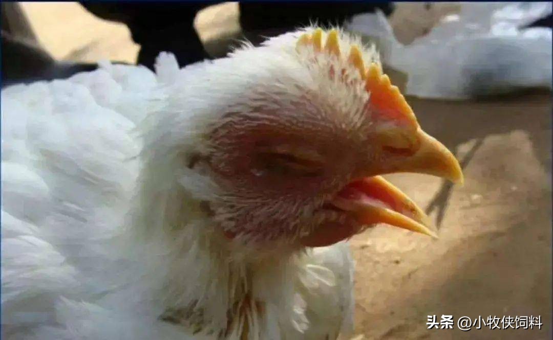 鸡气囊炎什么时候能彻底治好,鸡气囊炎的症状与防治