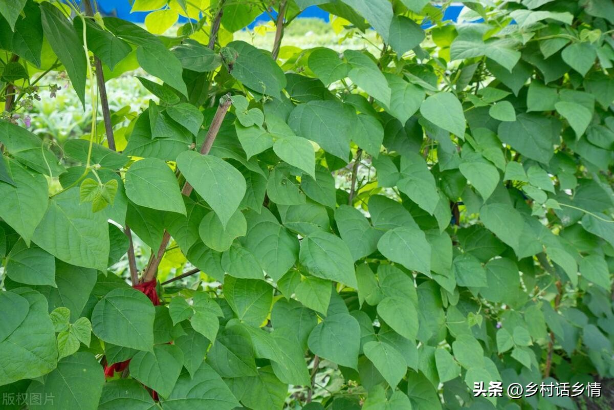 这段时间适合种植什么蔬菜,一年四季种植哪些蔬菜比较合适