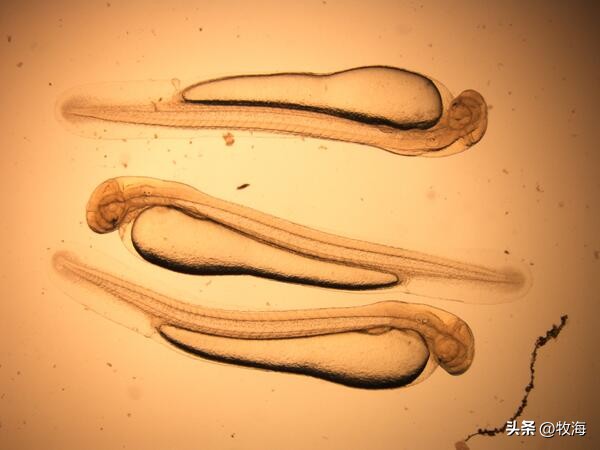 一半喜一半忧,一半喜一半忧粤语