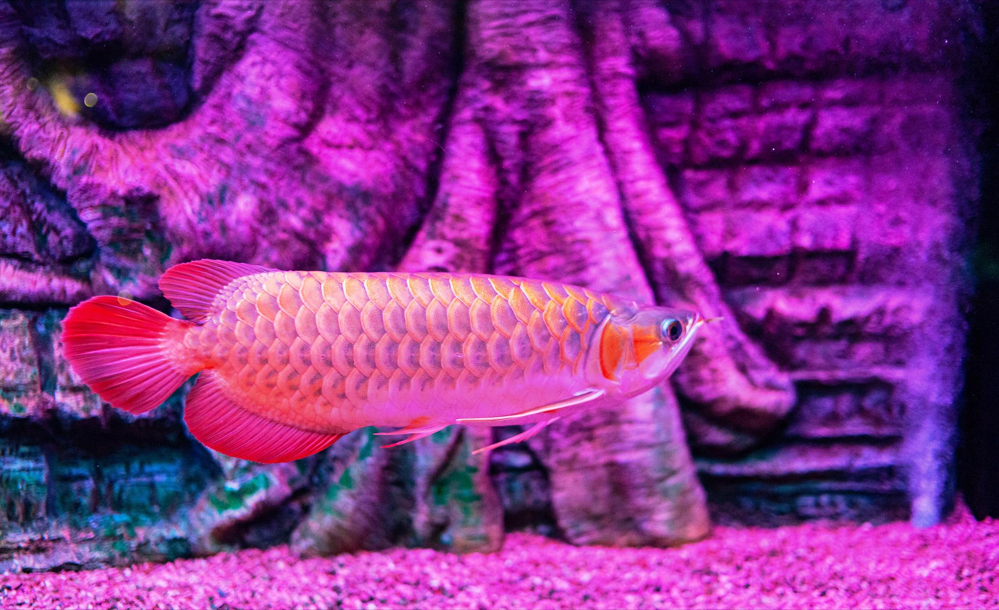 龙鱼有疾病用什么药,龙鱼有伤会不会容易感染