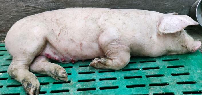 猪站立不稳摇晃的原因及治疗方法,猪后腿关节僵硬怎么回事