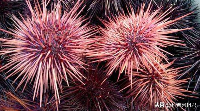 日本一港口发现有毒海胆,日本渔港大量沙丁鱼死亡有辐射没