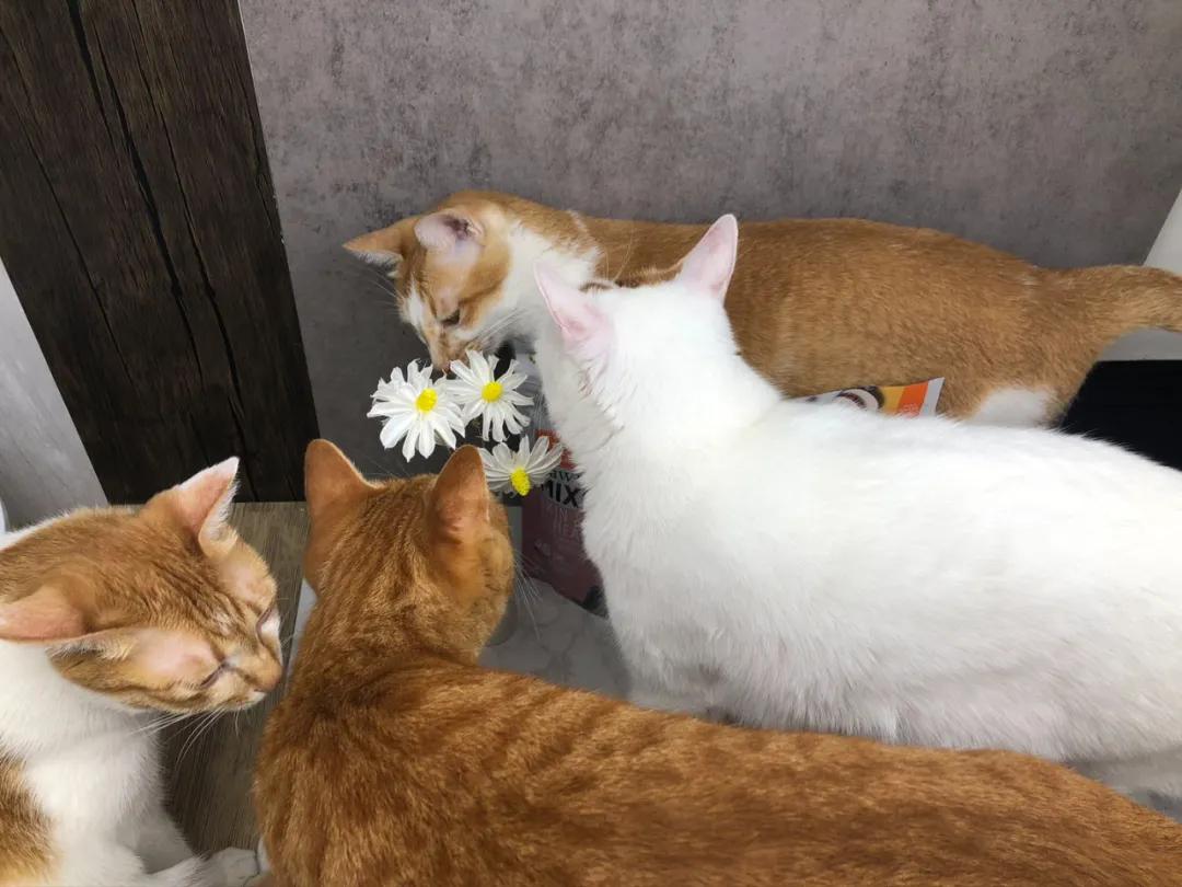 猫咪猫粮诱食剂是什么成分,怎样判断猫粮有没有诱食剂