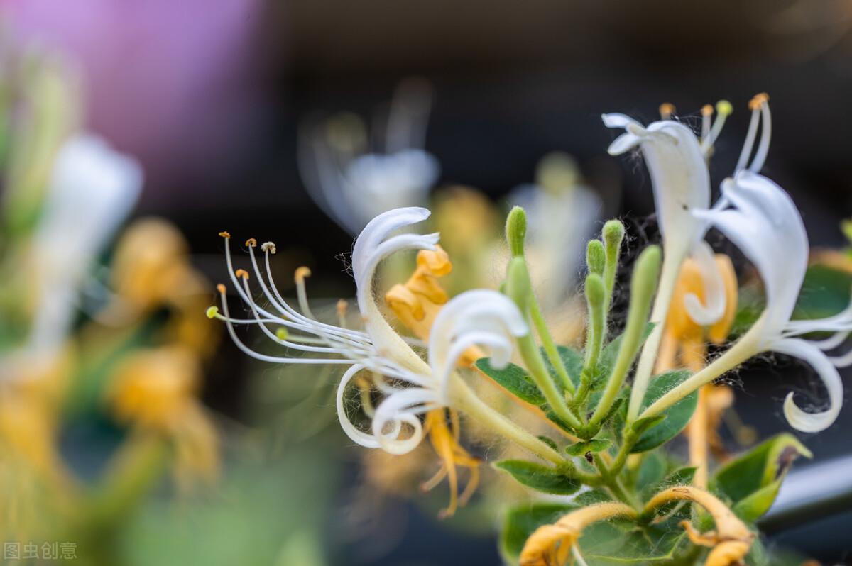 外阴瘙痒中药外洗方,治疗肛周瘙痒的外洗中药