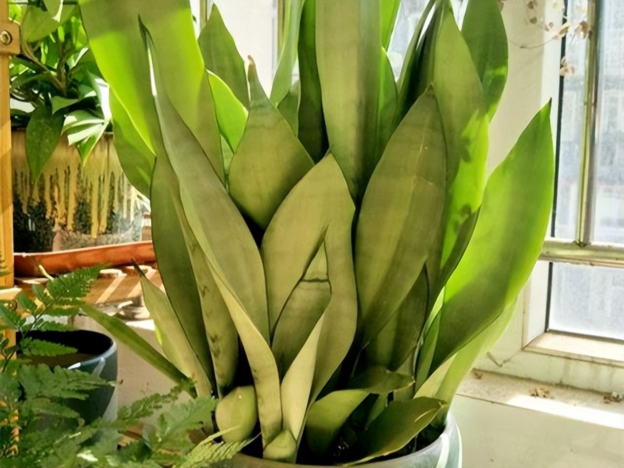 5种富贵花,7种家养富贵花