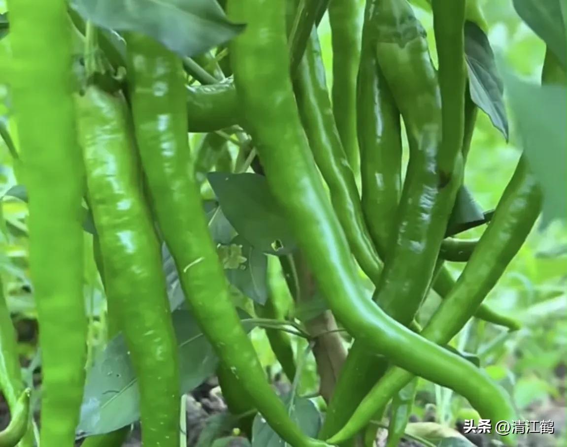 常用植物生长调节剂正确使用方法,植物调节剂喷后几个小时见效果