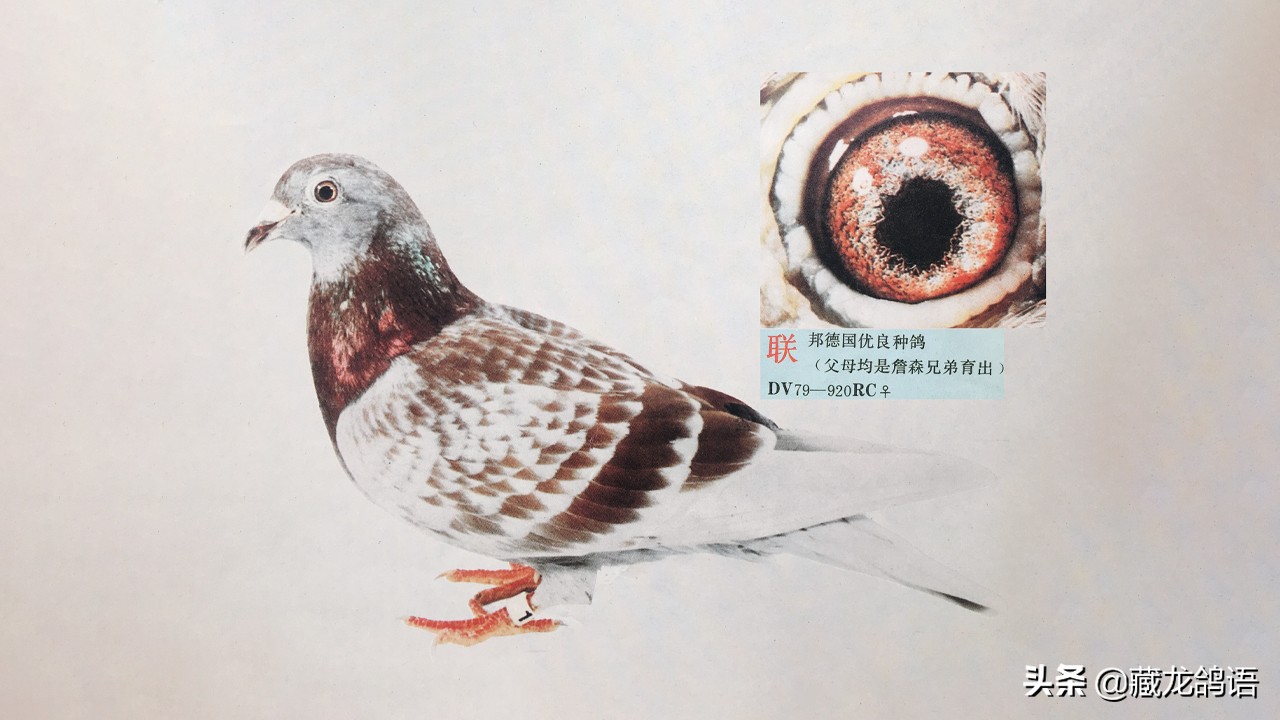 棚小种鸽多怎么办,鸽子放养好还是棚养好