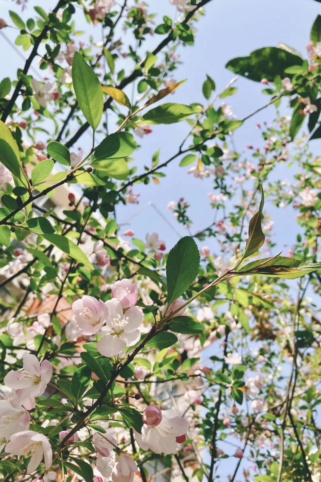 错过了一个秋天,错过了一个春秋