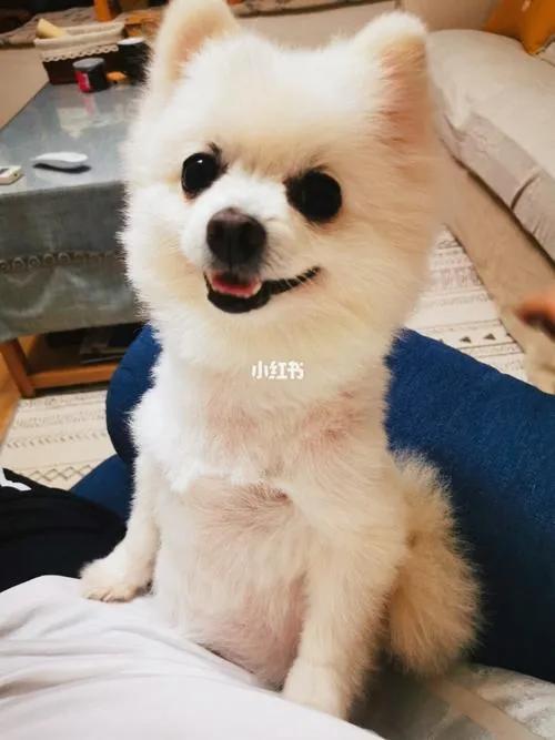 可爱的狗狗叫哆哆,聪明狗狗哆哆