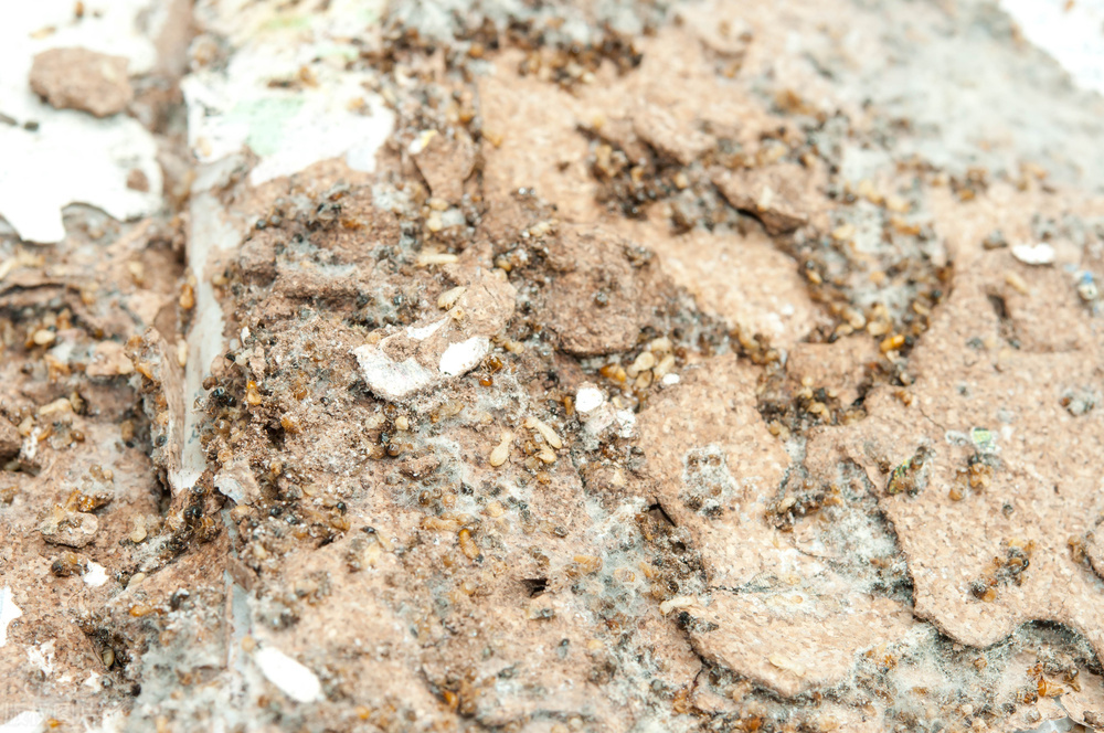 为什么家里会有白蚁？出现这几种征兆，小心白蚁上门