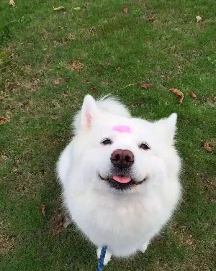 三大无攻击性犬类真的不会咬人吗,秋田犬的五大缺点无攻击性的犬