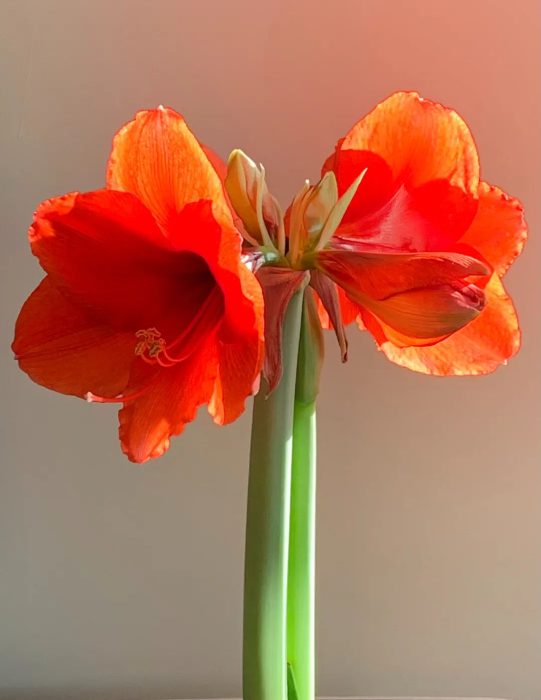 蝴蝶兰适合什么情况送,蝴蝶兰送礼一对还是一盆