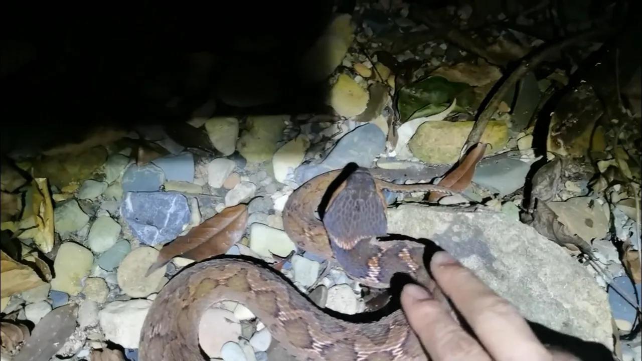 蛇头是三角形的无毒蛇,长角的毒蛇是什么蛇