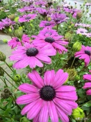 十大绝美花朵,绝美花朵视频