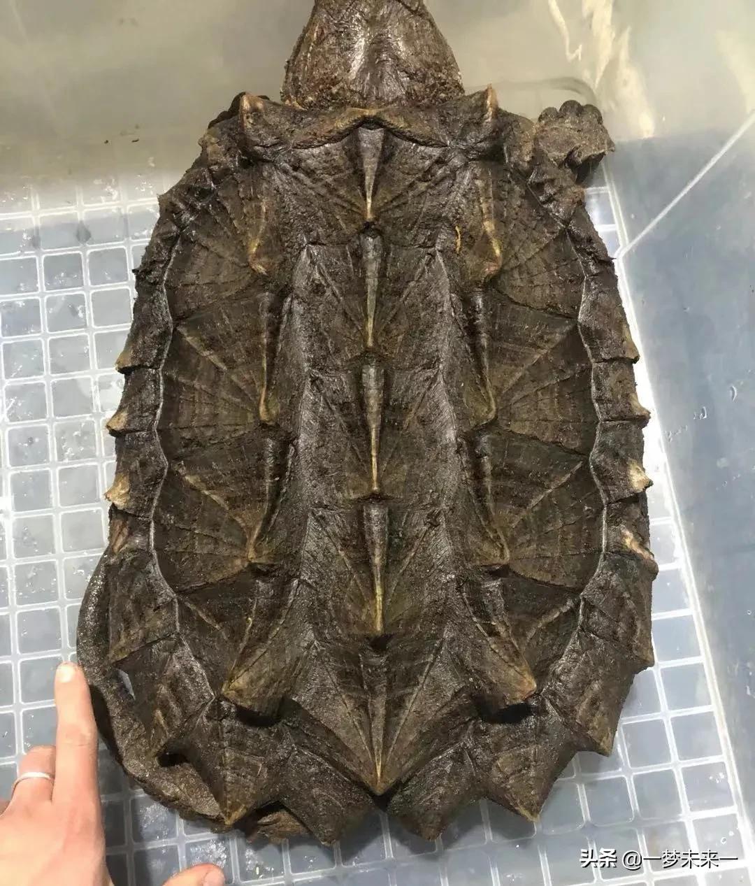 大鳄龟放阳台养还是客厅好,家养鳄龟缸怎么布置