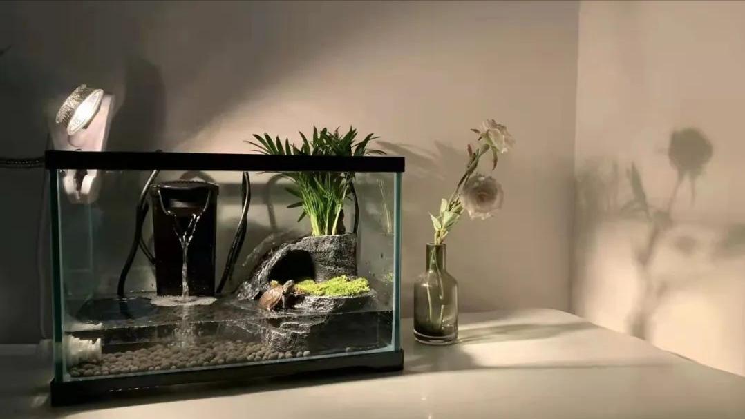 饲养小乌龟的正确方法,养小乌龟的必备常识