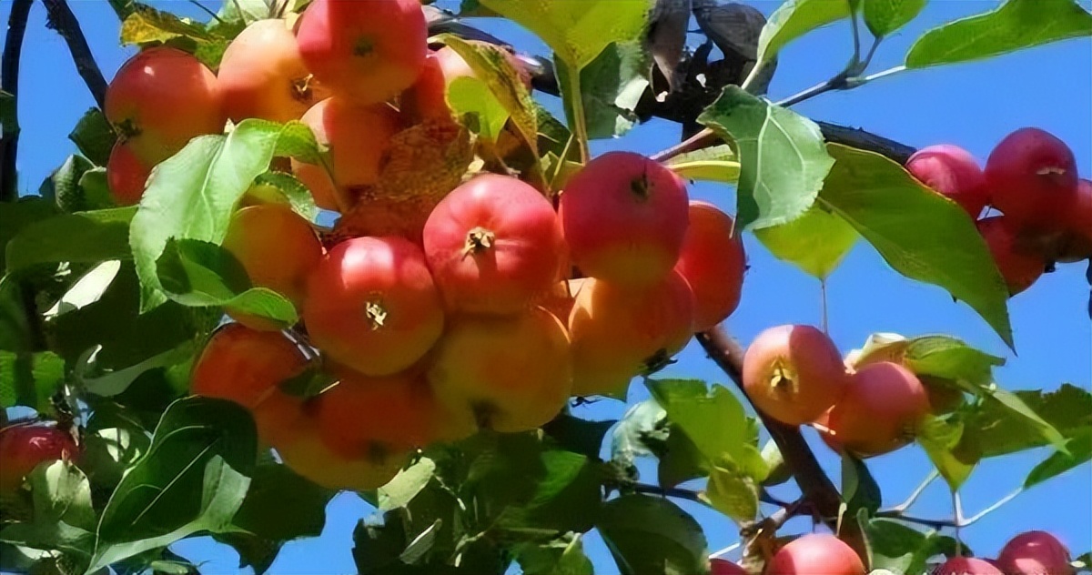 岁月留香歌曲完整版,岁月留香诵读