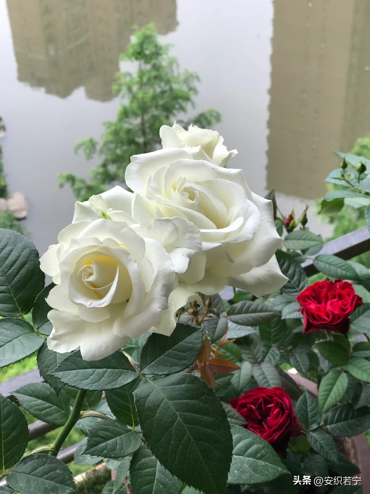 比较推荐的月季,十种夏天好养的月季