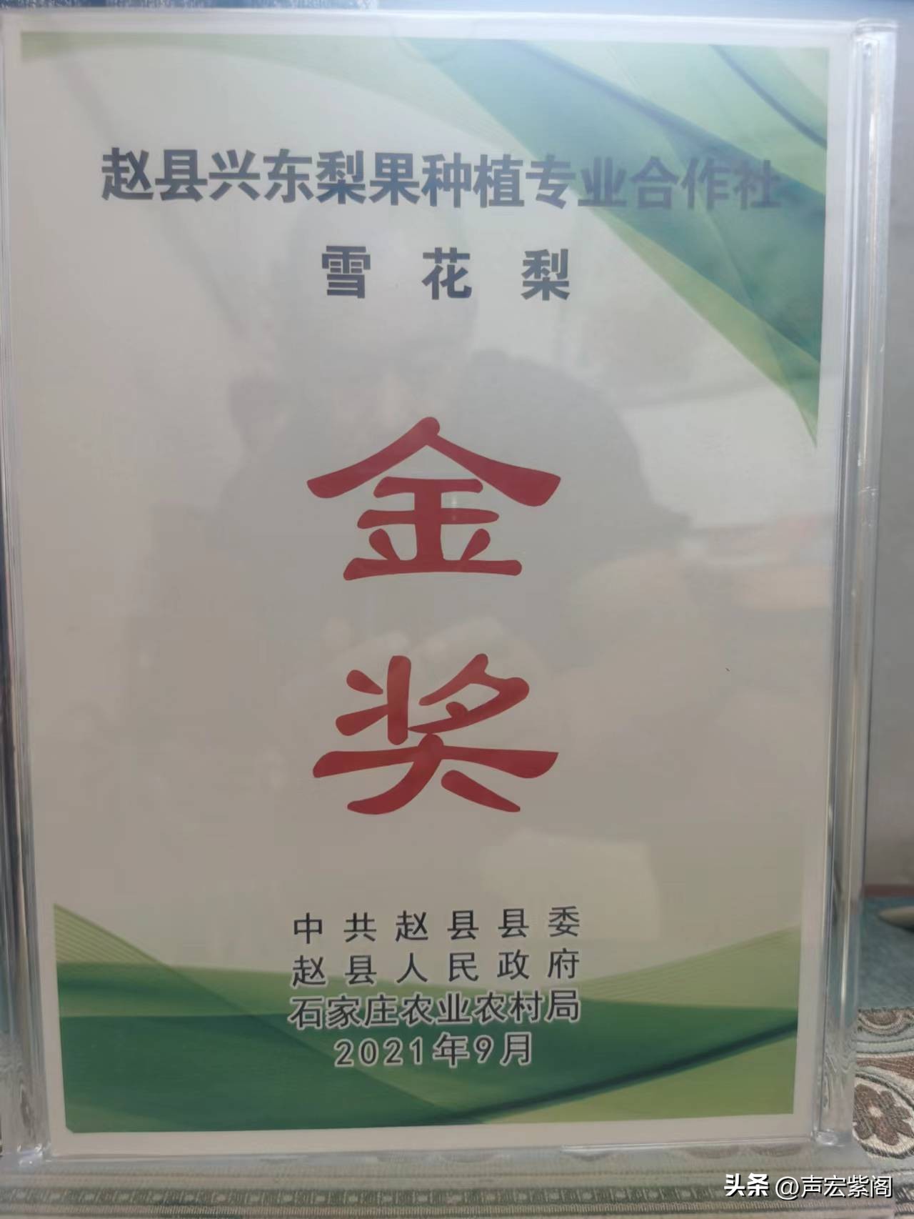 河北赵县大学生回家种出有机梨,回村创业种植苹果梨前景怎么样