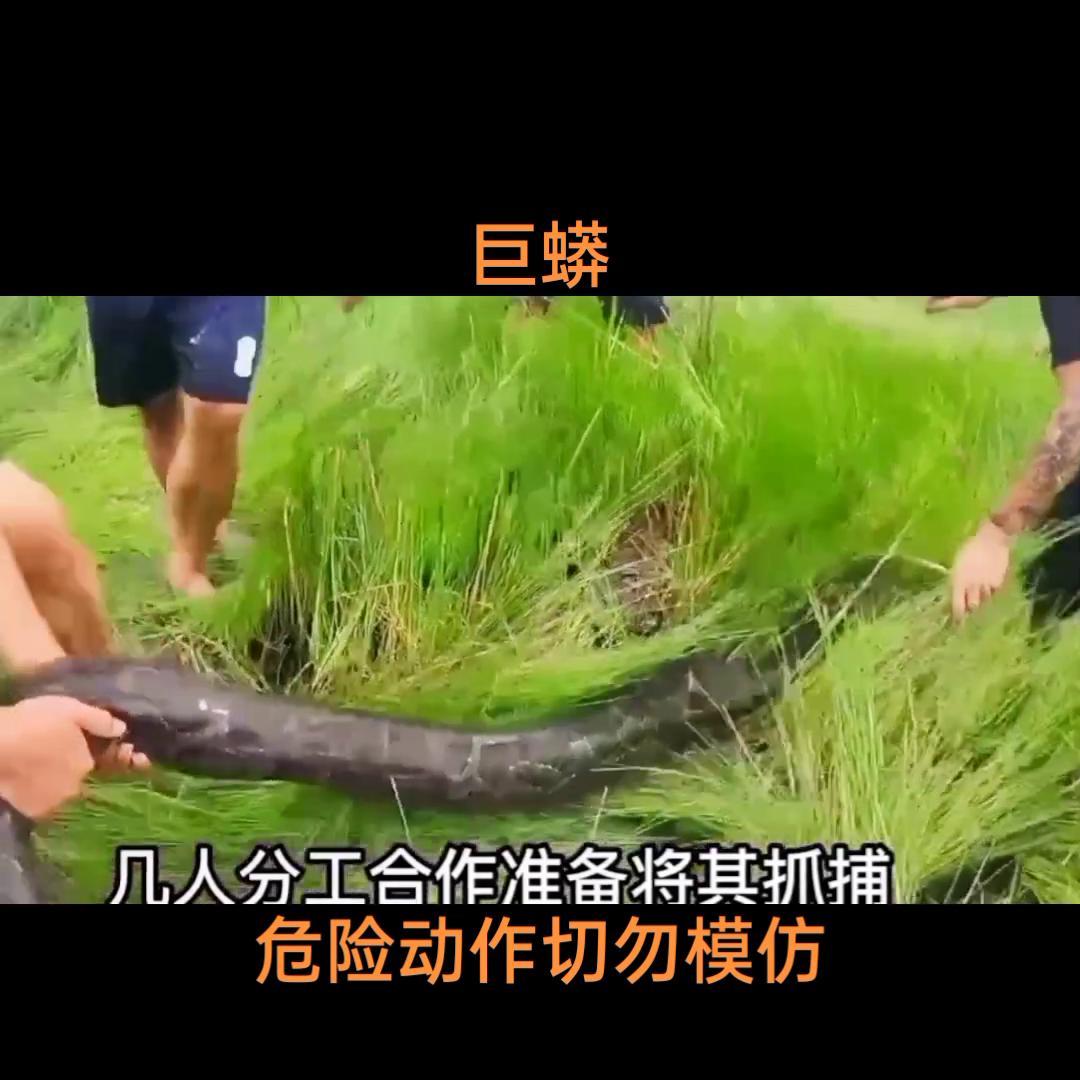 巨蟒#人与动物和谐共处