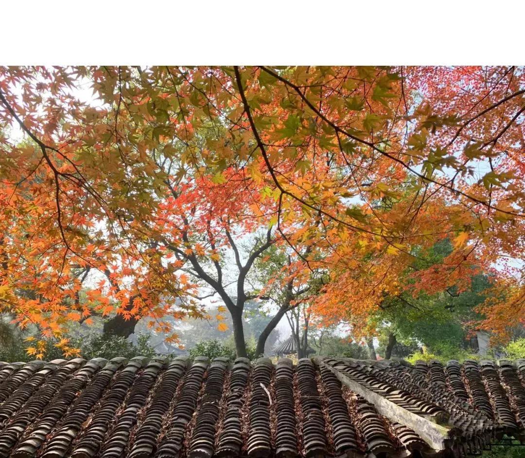 苏州秋季旅游最值得去的地方,苏州赏秋一日游攻略