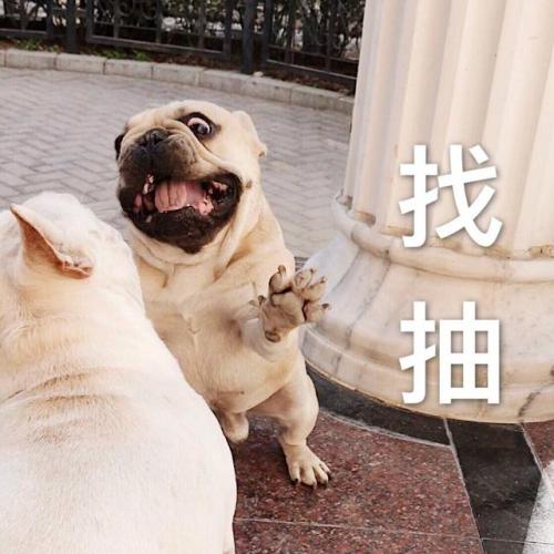 狗狗就是因为压力过大而出现问题,狗狗晚上像狼一样嚎叫是怎么回事